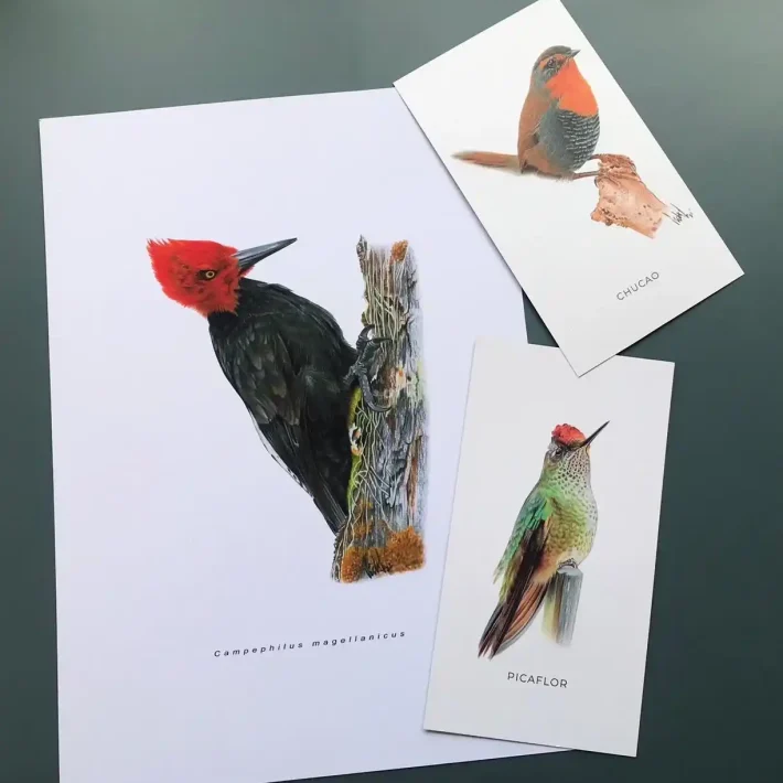 Láminas de ilustraciones