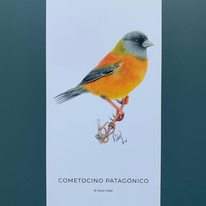 Lámina Cometocino Patagónico