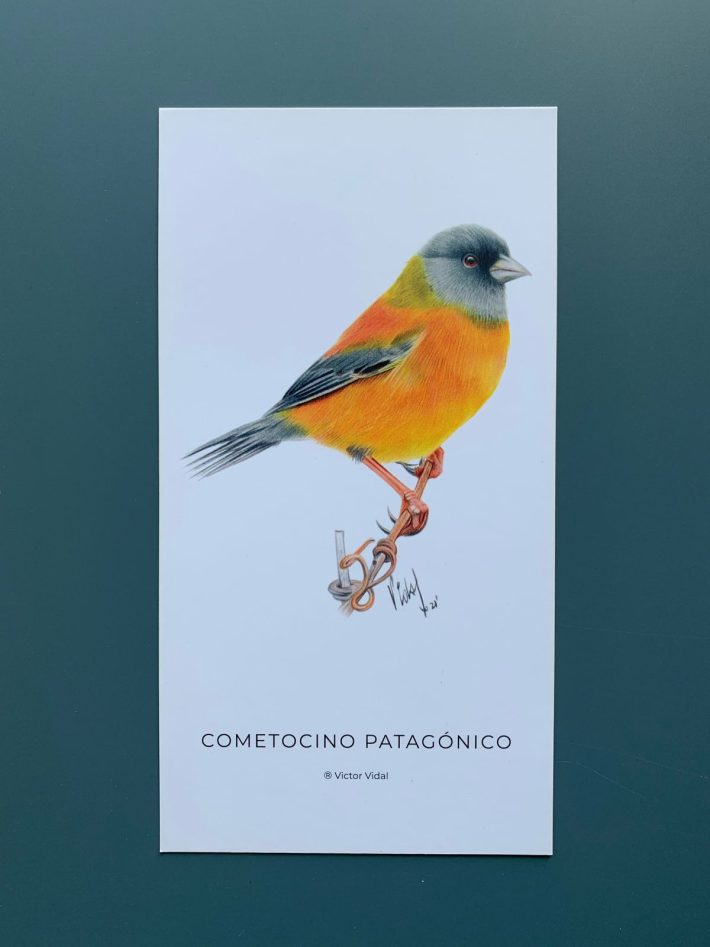 Lámina Cometocino Patagónico