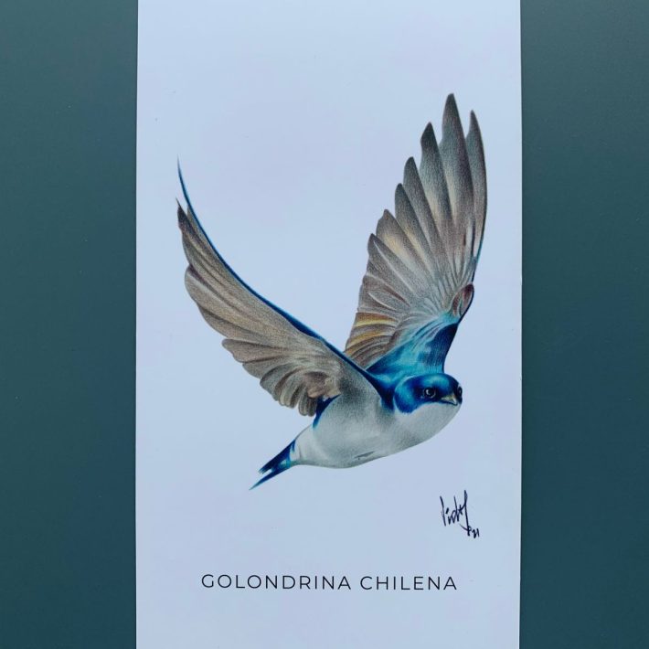 Lámina Golondrina