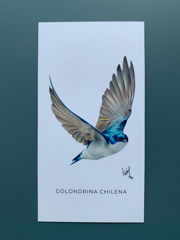 Lámina Golondrina