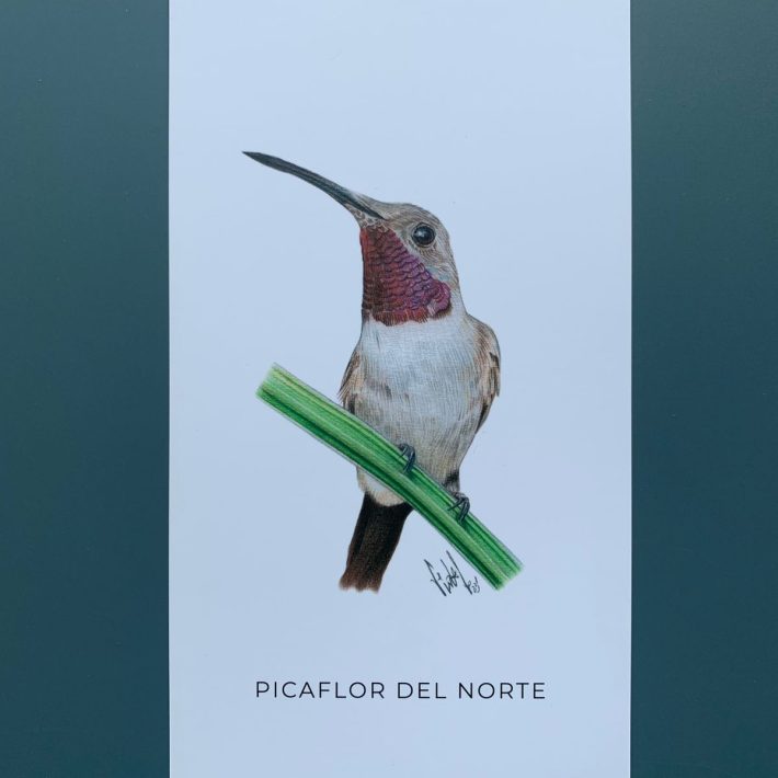 Lámina Picaflor del norte