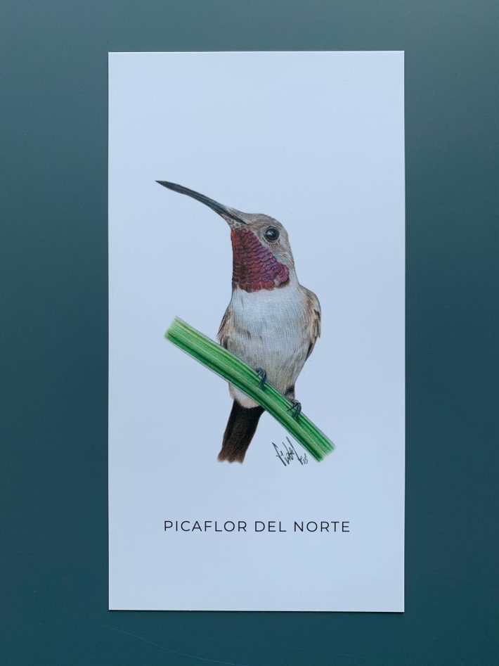 Lámina Picaflor del norte