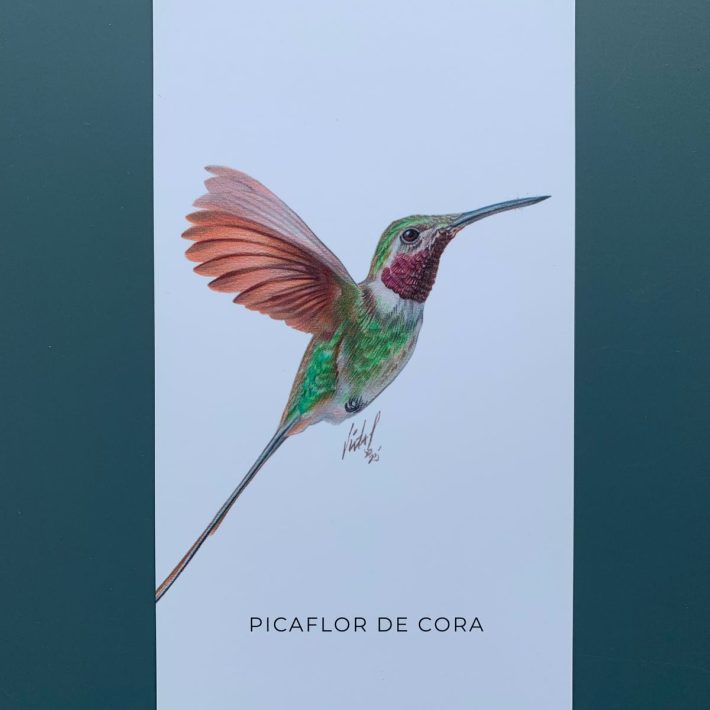 Lámina Picaflor de cora