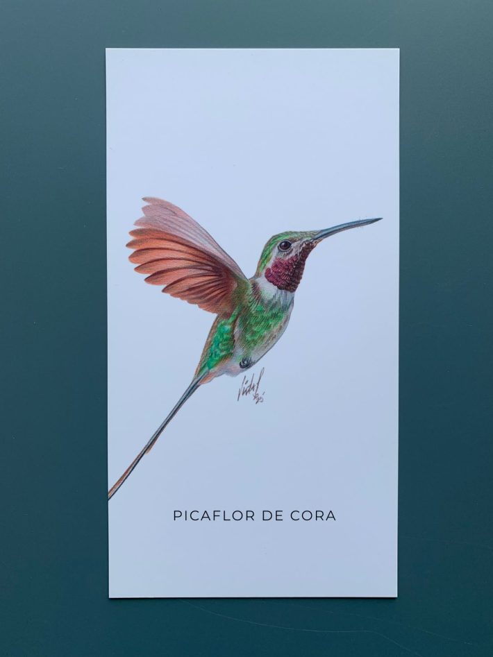 Lámina Picaflor de cora