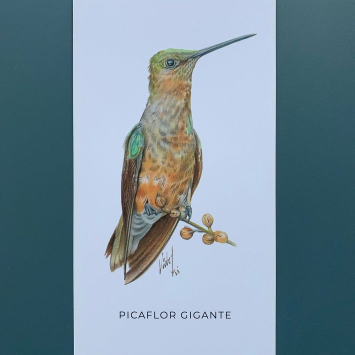 Lámina Picaflor gigante