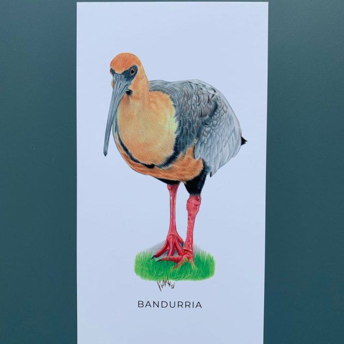Lámina Bandurria