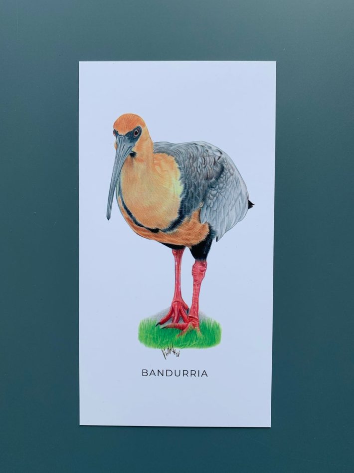 Lámina Bandurria