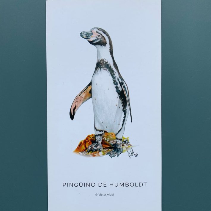 Lámina Pingüino de Humboldt