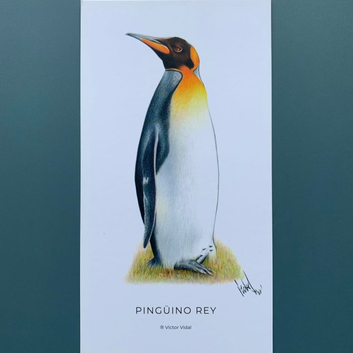 Lámina Pingüino rey