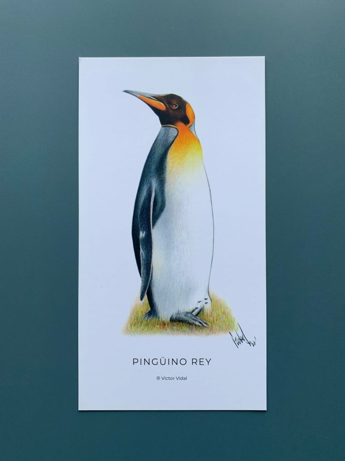 Lámina Pingüino rey