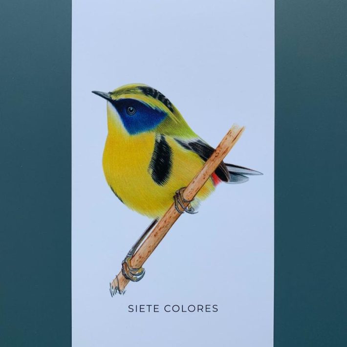 Lámina Siete colores