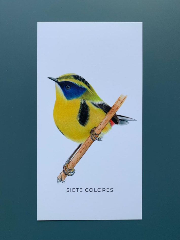 Lámina Siete colores