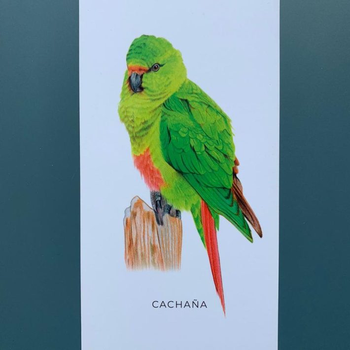 Lámina Cachaña