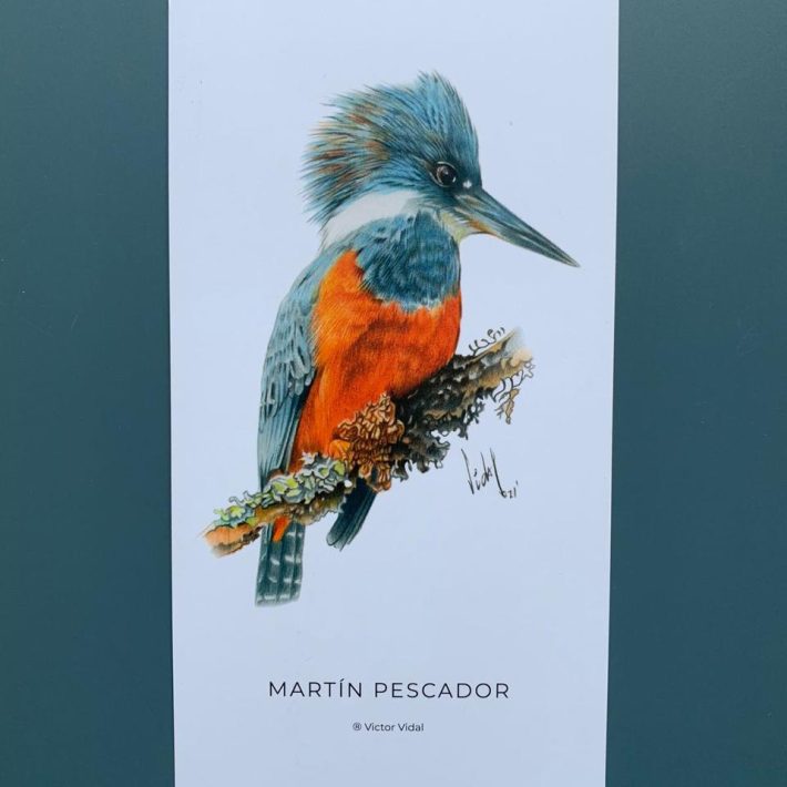 Lámina Martín pescador