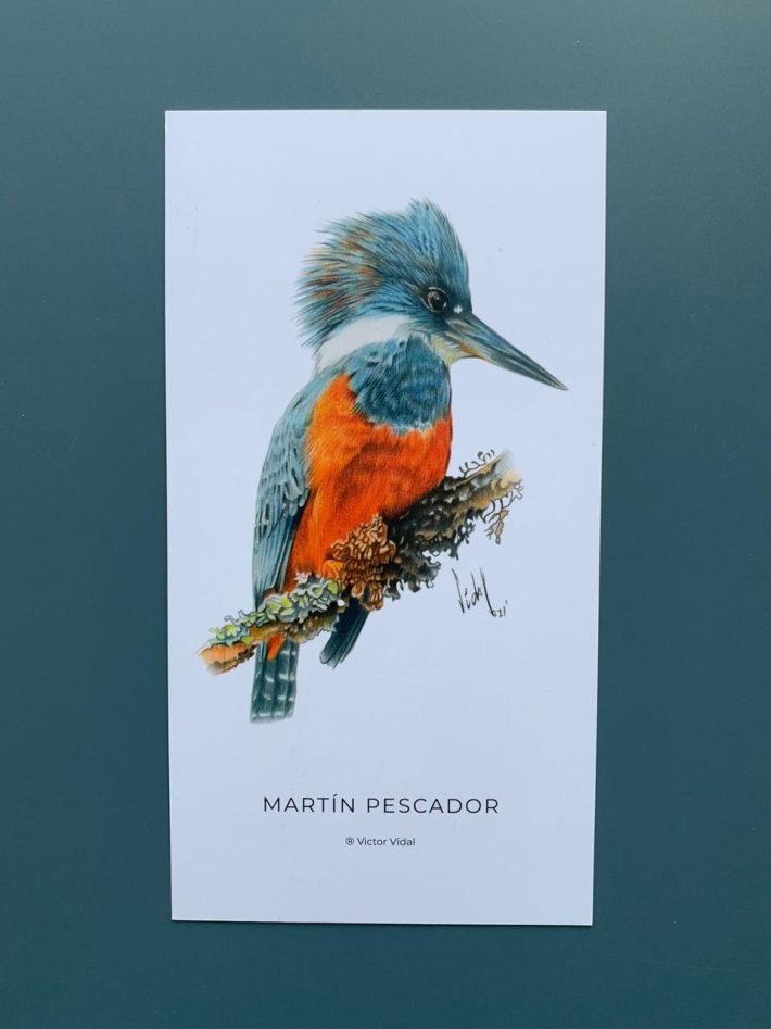Lámina Martín pescador