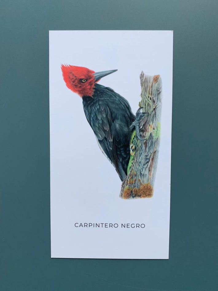 Lámina Carpintero negro