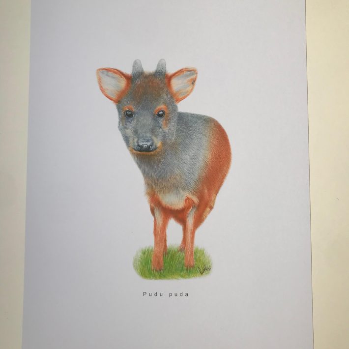 Lámina Pudú