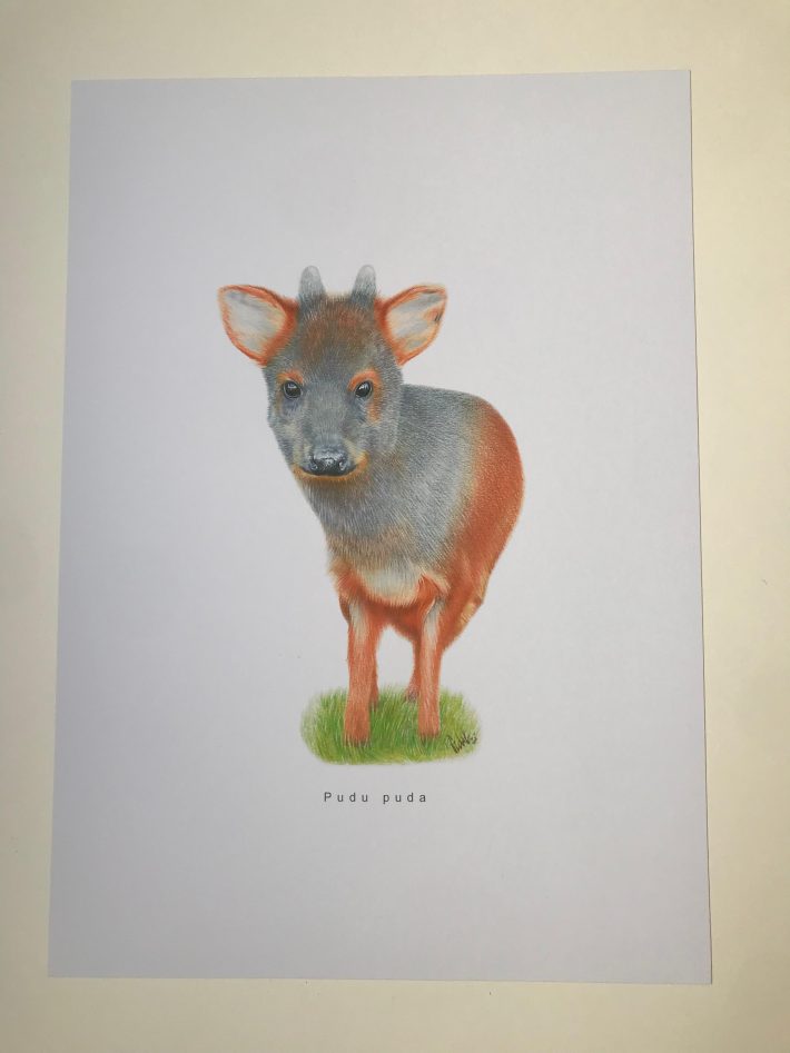 Lámina Pudú