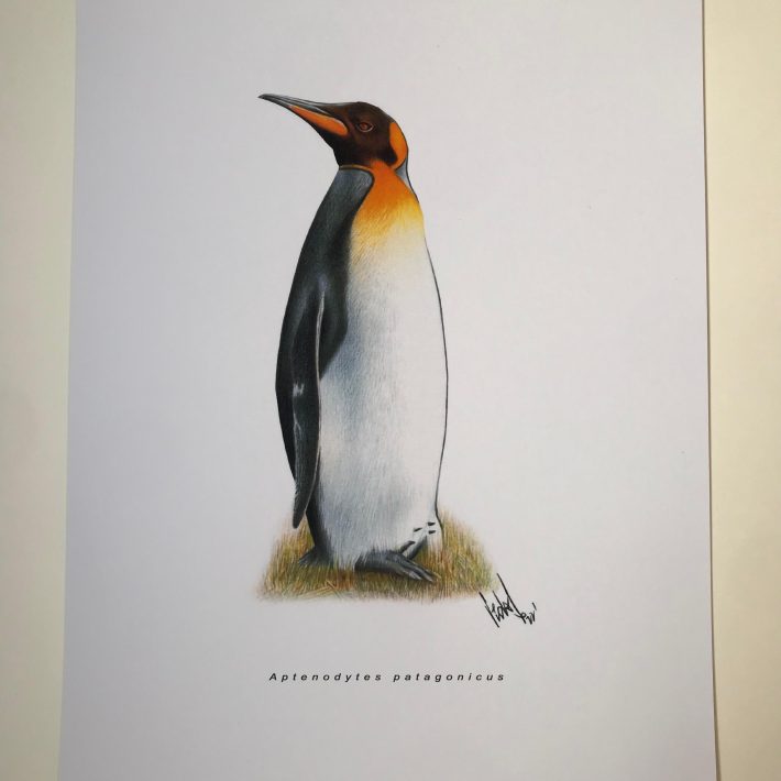 Lámina Pingüino rey