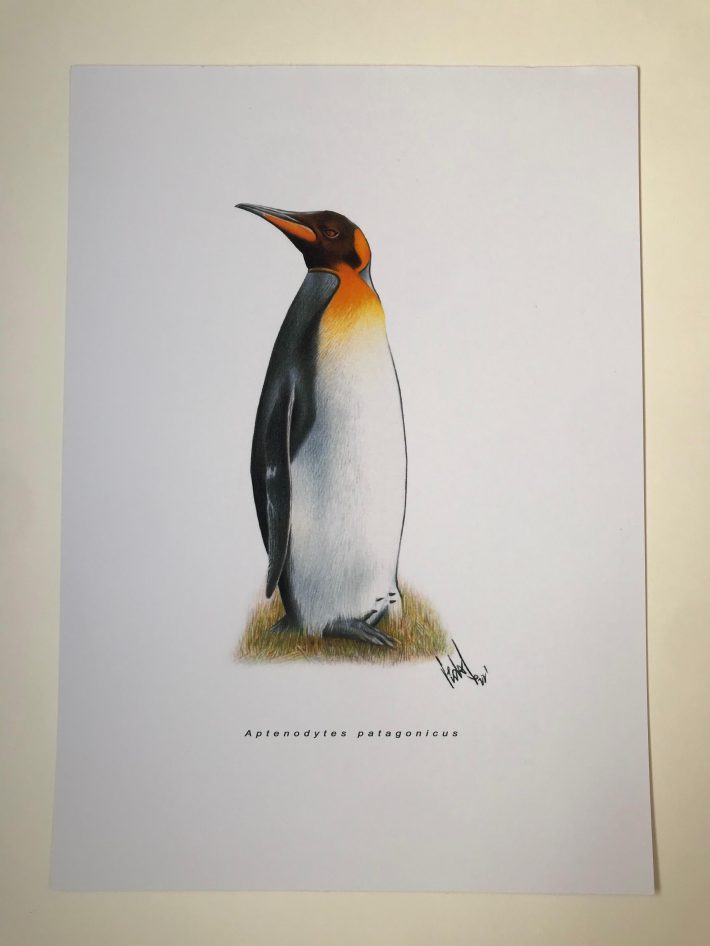 Lámina Pingüino rey
