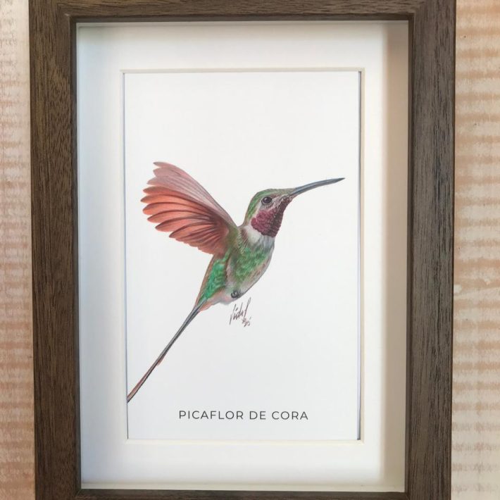 Cuadro Picaflor de cora