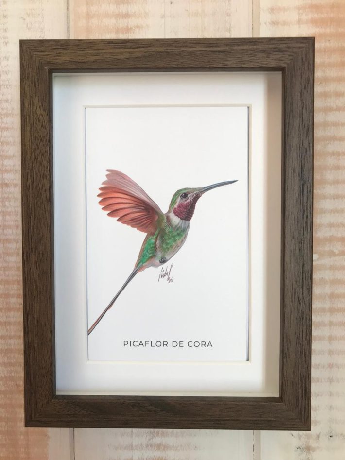 Cuadro Picaflor de cora