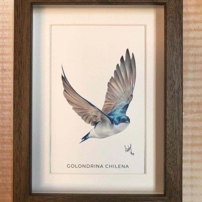 Cuadro Golondrina