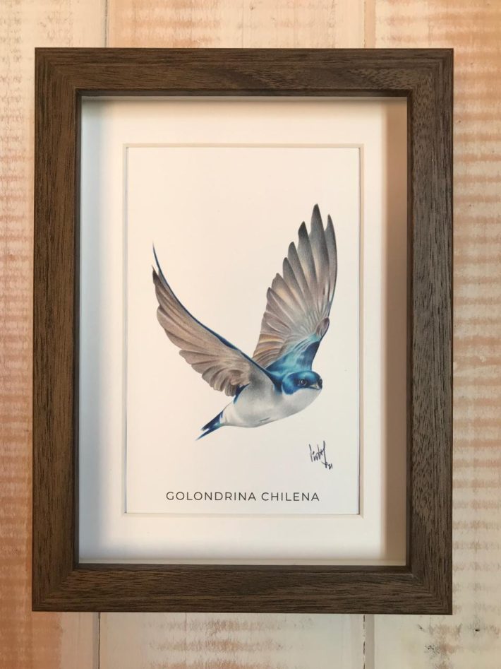 Cuadro Golondrina