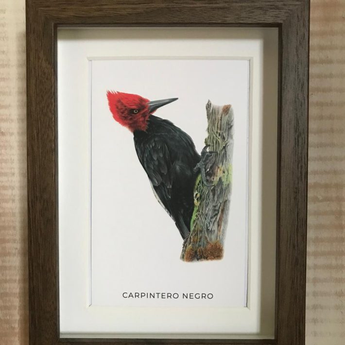 Cuadro Carpintero negro