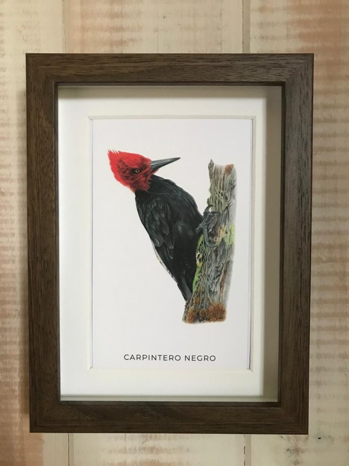 Cuadro Carpintero negro