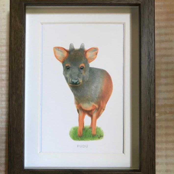 Cuadro Pudú